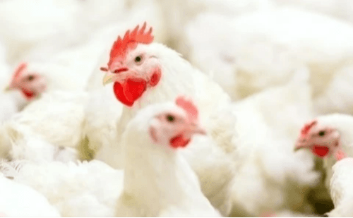 Brasil retoma exportações de frango para Peru, Jordânia e Hong Kong após restrições
