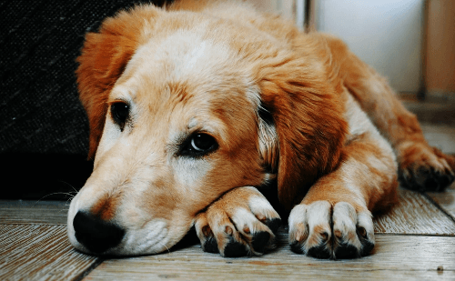 Mulher tenta pensão para cachorro após divórcio e perde no TJ-SP