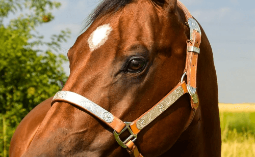 Governo suspende produção após morte de 284 cavalos por ração tóxica