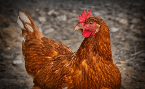 Gripe aviária: Brasil tem quatro focos ativos em aves silvestres e de subsistência