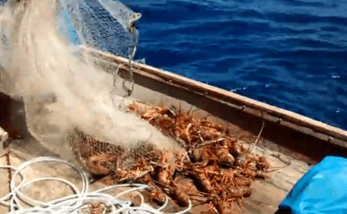 Nova norma pode mudar pesca de lagosta com mergulho no Brasil
