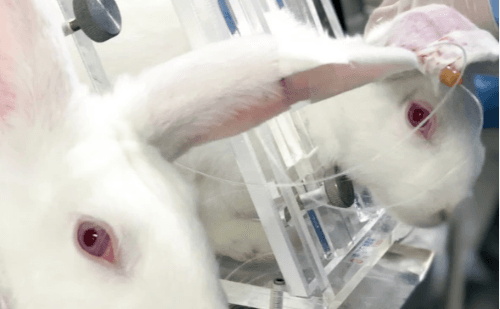 Indústria de cosméticos terá que abandonar testes com animais no Brasil