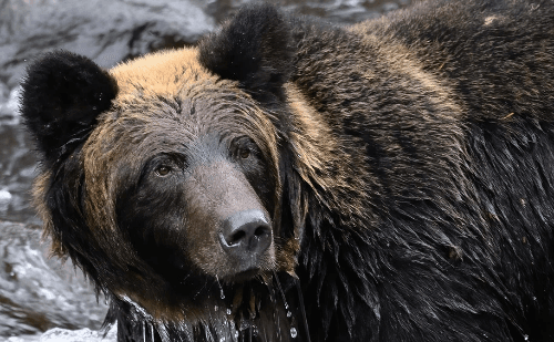 Urso ataca idosa e causa alerta no Japão