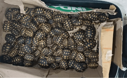 Homem é preso ao transportar 600 jabutis da Bahia ao Rio