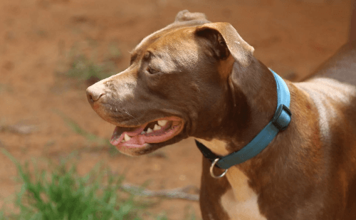 Menino de 3 anos tem rosto dilacerado por pitbull em Campos Altos