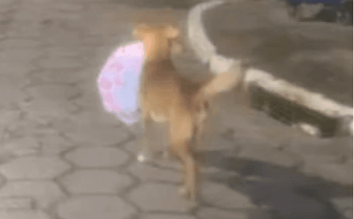 Cachorro carrega pizza pelas ruas de Itaóca e vira celebridade
