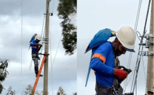 Arara 'paquera' técnico em poste e viraliza em Turmalina