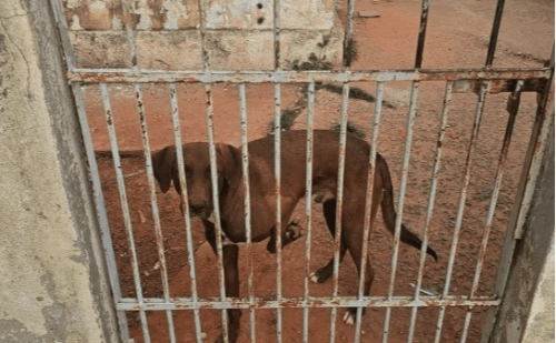 Cão de grande porte é resgatado em situação de abandono em Governador Valadares