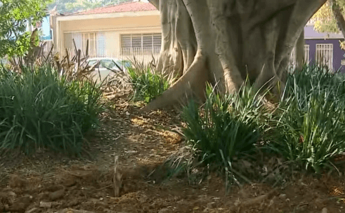 Justiça suspende poda de raízes de árvores em praça de Campinas