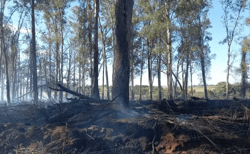Queimada consome 19 hectares e mobiliza equipes em cidade do interior de SP