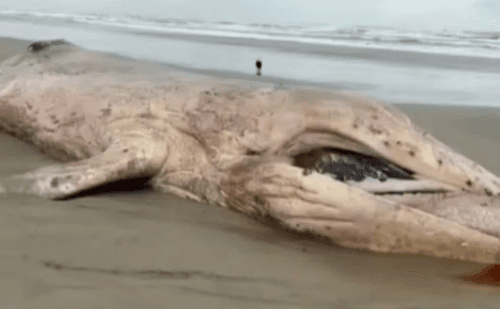 Baleia jubarte é achada morta em praia do litoral paulista