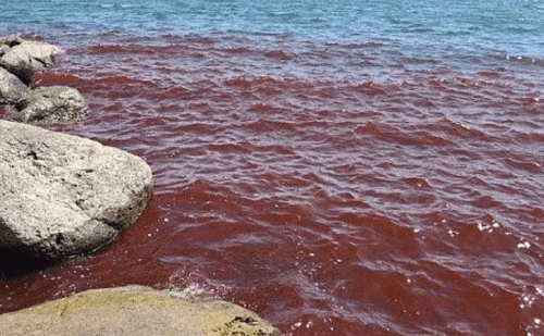 Microalga pinta Mar da Galileia de vermelho e reacende lembranças bíblicas