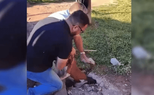 Pitbulls presos em bueiro são resgatados por servidores municipais em SP