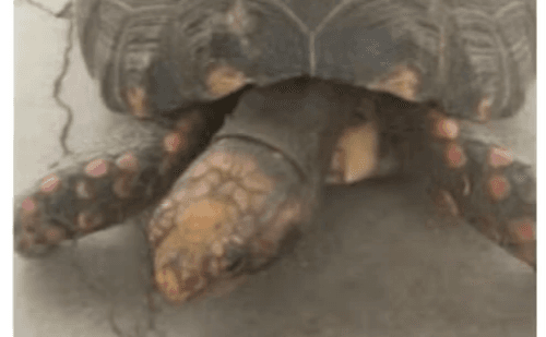 Homem é multado por criar jabuti sem licença em Nova Porteirinha
