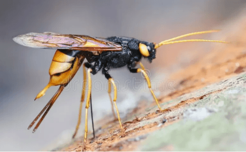 Controle biológico evita perdas milionárias em florestas de pinus no Brasil