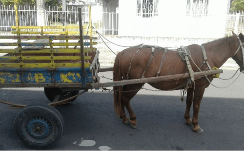 Belo Horizonte debate lei que proíbe carroças com cavalos a partir de 2026