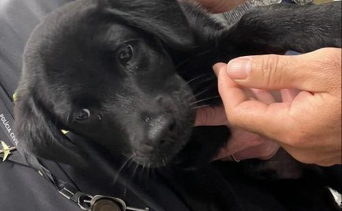 Homem abandona cadela em aeroporto de Florianópolis e é preso no DF