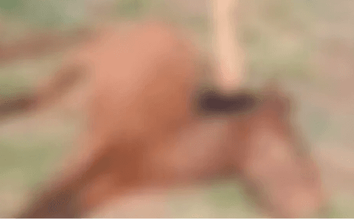 Cavalo morto é encontrado preso por corda em campo de futebol em Ribeirão Preto