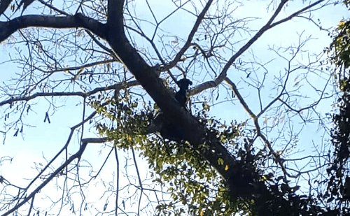 Bombeiros resgatam cão preso em árvore em Patos de Minas