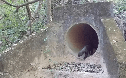 Animais cruzam túneis sob MG-050 entre Formiga e Pimenta