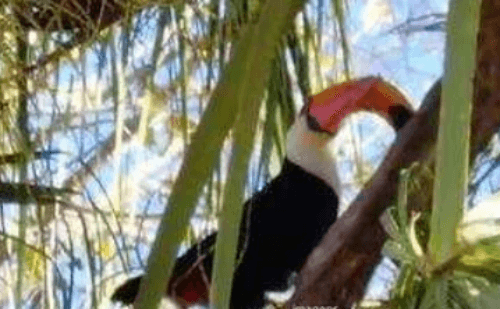 Tucano com bico torto chama atenção em Cachoeira de Minas