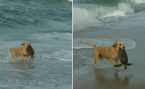 Cachorra salva tartaruga na praia da Armação, em Penha