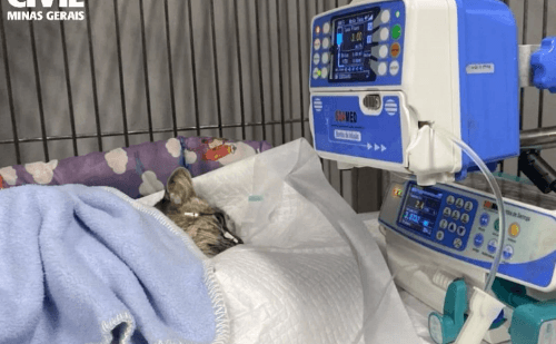 Idoso é indiciado por matar gata por asfixia em cidade mineira