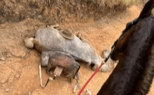 Laudo confirma crueldade com cavalo vivo em Bananal