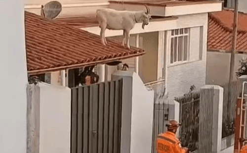 Bode é visto no telhado e resgatado pelos bombeiros em Barbacena