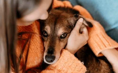 Donos de pets enfrentam dificuldades com custos em Belo Horizonte