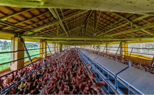 Curso técnico gratuito em agropecuária oferece 29 vagas no interior de SP