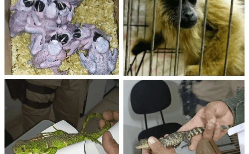 Grupo é preso com filhotes de arara e jacaré na BR-040 em Ressaquinha