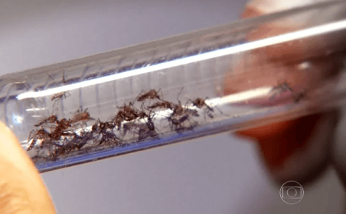 Dengue e chikungunya já custaram R$ 1,2 bilhão ao SUS em todo o Brasil