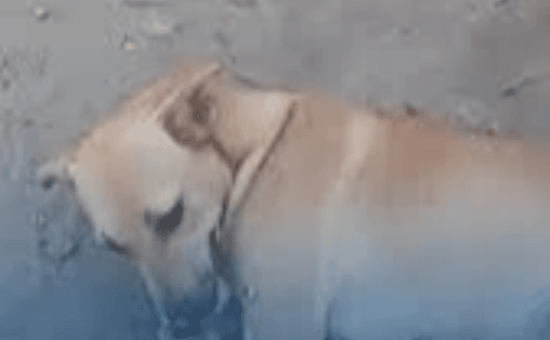 RJ: Cães morrem envenenados após consumirem ração deixada na rua