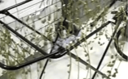 Biólogo é preso em BH por ensinar traficantes a fabricar skunk e haxixe