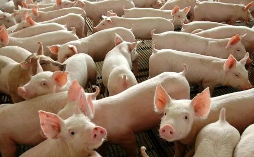 Japão abre mercado para gordura animal brasileira; carne bovina é próxima meta