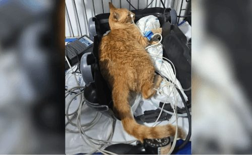 Ex-funcionária é indiciada por matar 10 gatos em ONG de BH