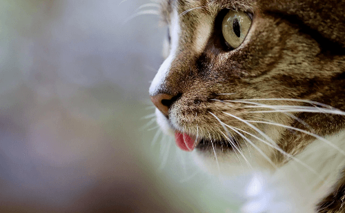 Feira de adoção e combate a 'gatos' de energia acontece nesta sexta em BH
