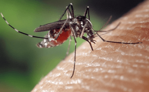 Coronel Fabriciano registra primeira morte por Chikungunya em 2025
