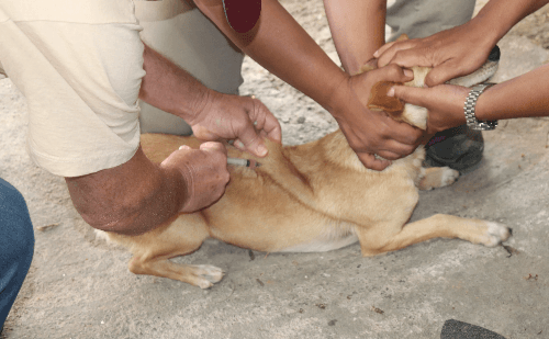 Vacinação antirrábica já imunizou mais de 4 mil cães e gatos em Belo Oriente