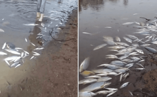 Peixes aparecem mortos no Rio Paraopeba em Esmeraldas