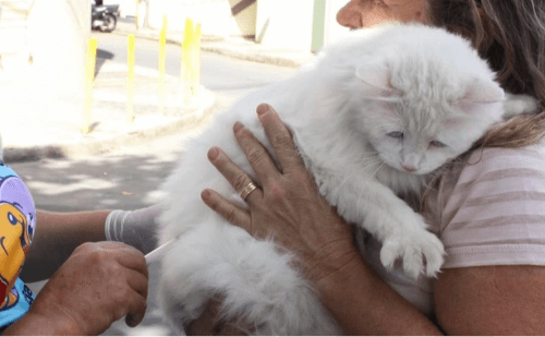 Coronel Fabriciano inicia Campanha Antirrábica com vacinação gratuita de cães e gatos