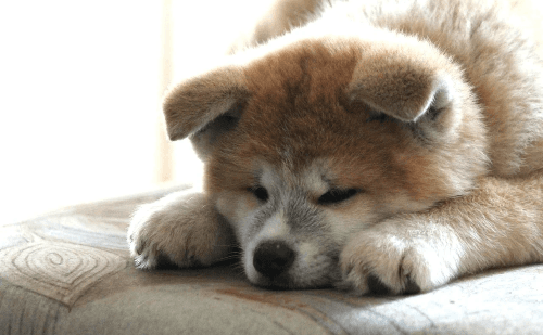 Pet shop de BH é condenado a pagar R$ 18 mil por venda de filhote com cinomose