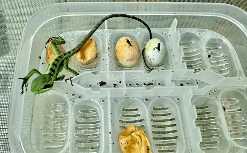 Zoológico britânico registra nascimento raro de iguanas sem macho