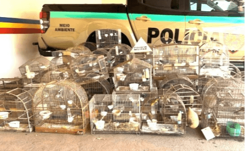 Idoso é multado por manter 83 aves silvestres em cativeiro em Coromandel