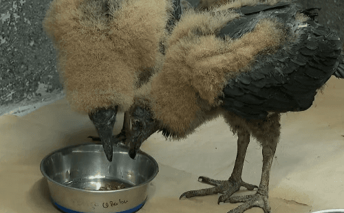 Centro em Ribeirão Preto reforça estrutura para resgate de animais em queimadas