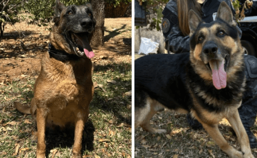 Adote um Herói: Governo de Minas lança campanha para adoção de cães policiais