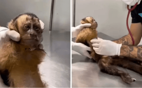 No Rio, macaca é baleada nas costas e pode ficar paraplégica