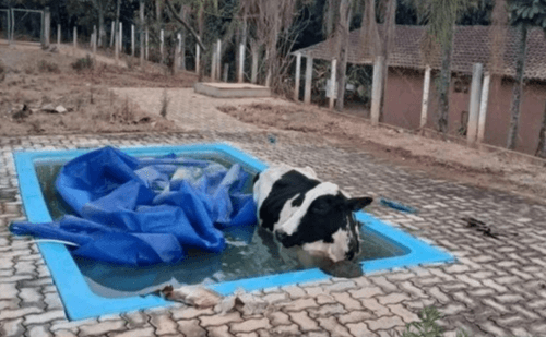 Vaca cai em piscina e mobiliza bombeiros em Andradas