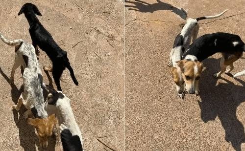 Animais sem água e comida por semanas são resgatados em SP